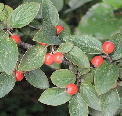 Cotoneaster_franchetii