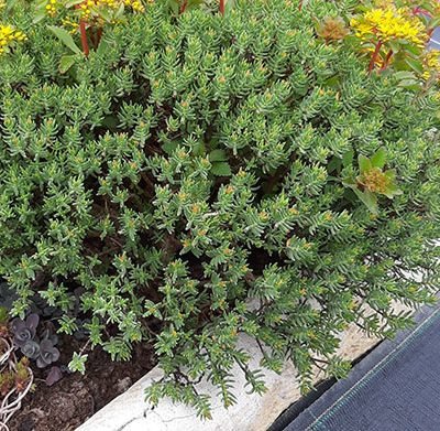 Crassula_sarcocaulis