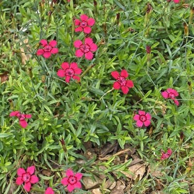 Dianthus_deltoides_Leuchfunk