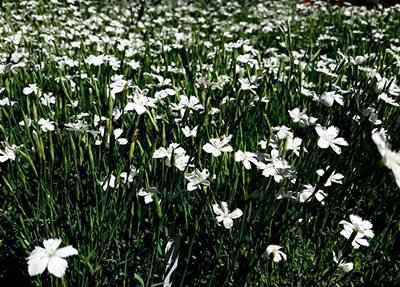 Dianthus_deltoides_White_fleurs