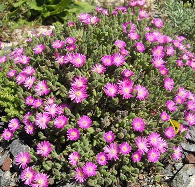 Drosanthemum_hispidum