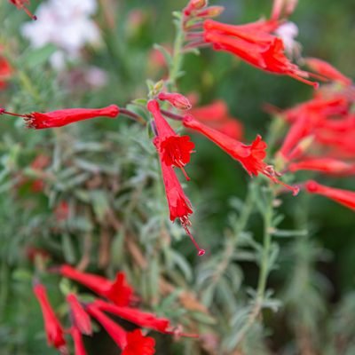 Epilobium_canum_Zauchneria_californicum_fleurs