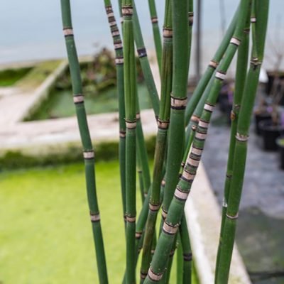 Equisetum_hyemale
