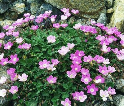 Erodium_bishop_form