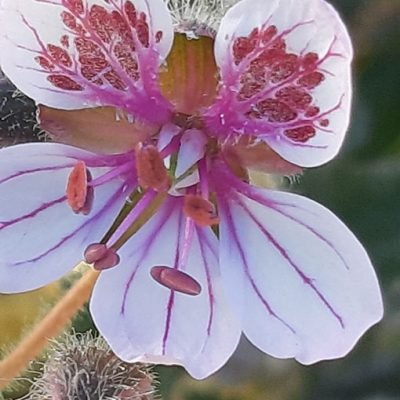 Erodium_pelargolifolium