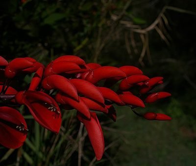 Erythrina_crista-galli