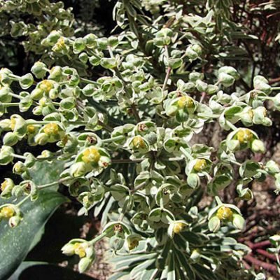 Euphorbia_characias_'Silver_Swan'