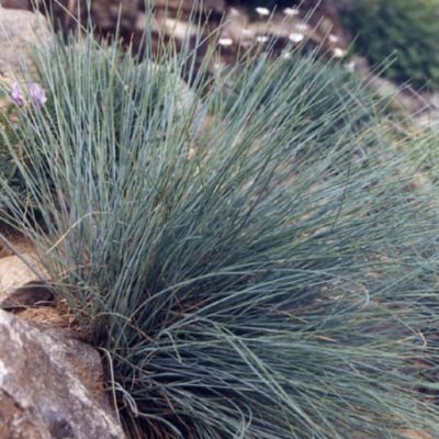 Festuca_glauca