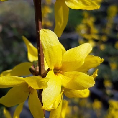 Forsythia_fleur