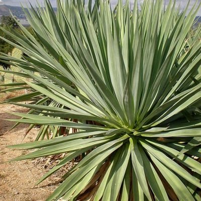 Furcraea_bedinghausii