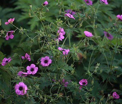 Geranium_'Patricia'