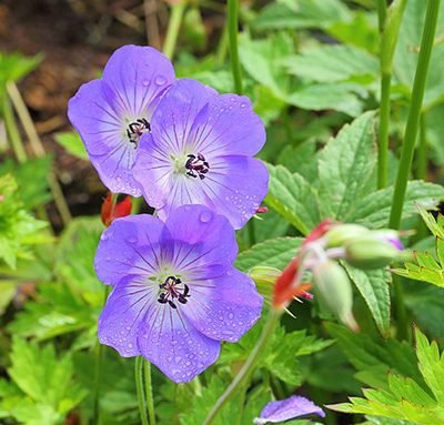 Geranium_'Rozanne'
