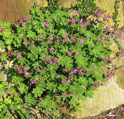 Geranium_macrorrhizum
