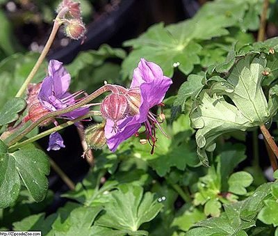 Geranium_x_cantabrigiense_Karmina
