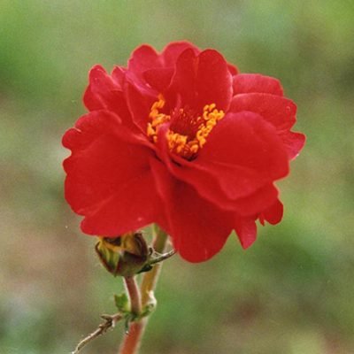Geum_chiloense_'Mrs_Bradshaw'