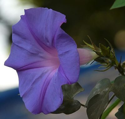 Ipomea_learii