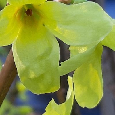 Jasminum_nodiflorum_fleur