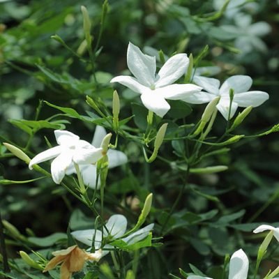 Jasminum_officinale