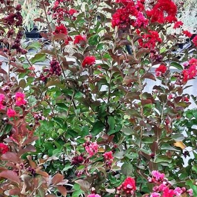 Lagestroemia_Dynamite