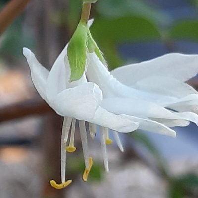 Lonicera_fragrantissima_fleur