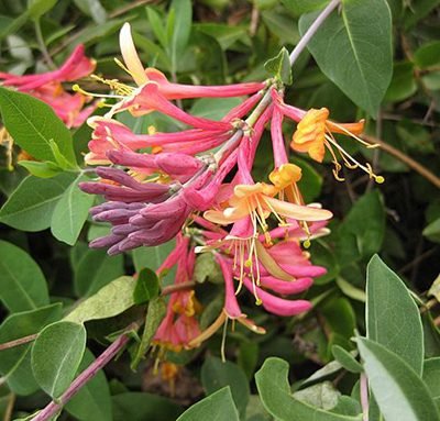 Lonicera_heckrotti_Gold_Flame
