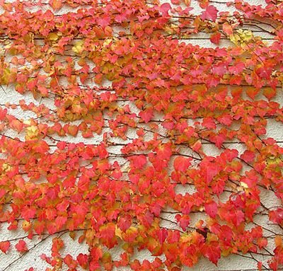 Parthenocissus_tricuspidata