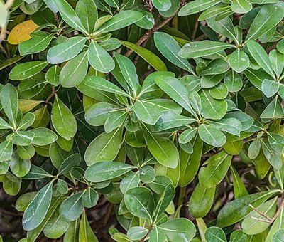 Pittosporum_tobira_Nana