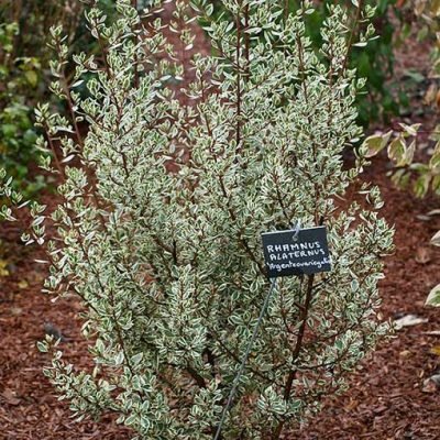 Rhamnus_alaternus_argenteovariegata