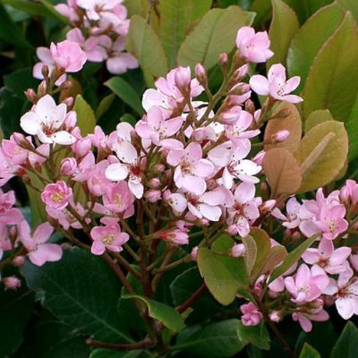 Rhaphiolepis_x_delacourii