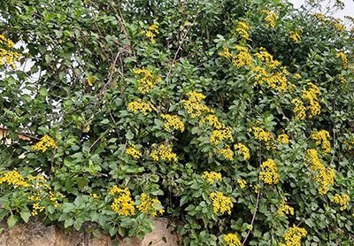 Senecio_angulatus_grimpant