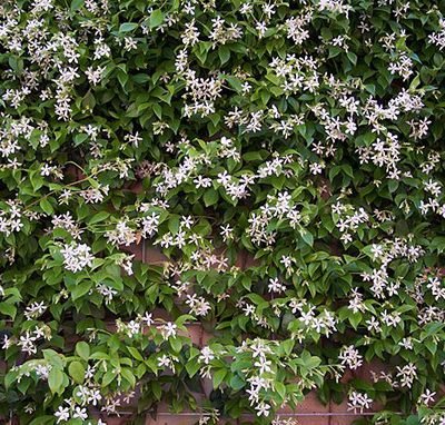 Trachelospermum_jasminoides