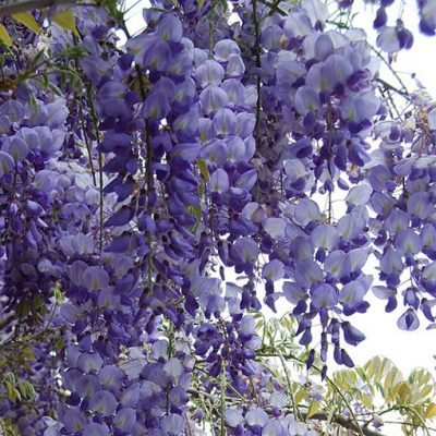 wisteria_sinensis