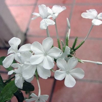 Plumbago_capensis_alba