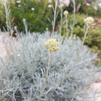 Helichrysum_italicum