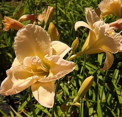 Hemerocallis_Jean_Swann