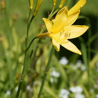 Hemerocallis_lilioasphodelus