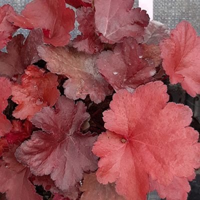 Heuchera_Forever_Red