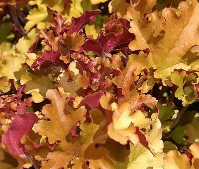 Heuchera_Marmalade
