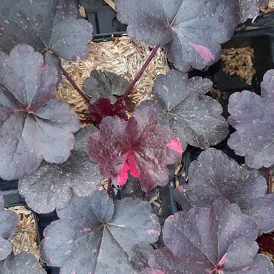 Heuchera_Midnight_Rose_pot