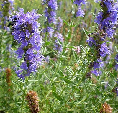Hyssopus_officinalis