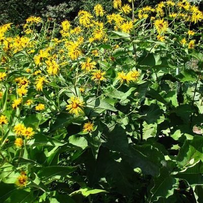 Inula_magnifica