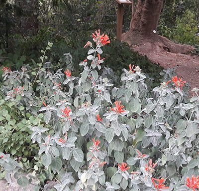 Jacobinia_suberecta