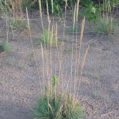 Koeleria_glauca