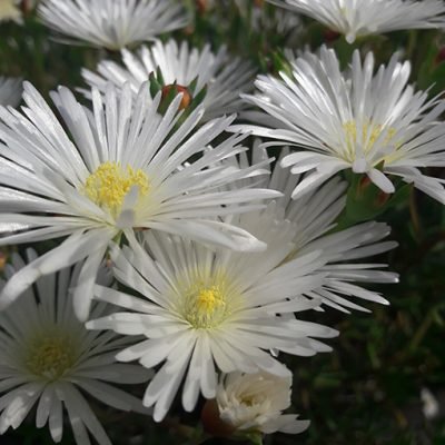 Lamprantus_albus