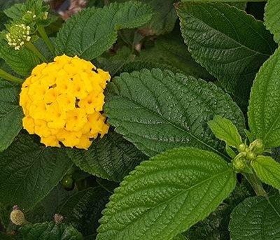 Lantana_camara_jaune_fleurs
