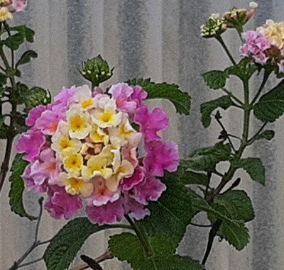 Lantana_camara_rose_clair
