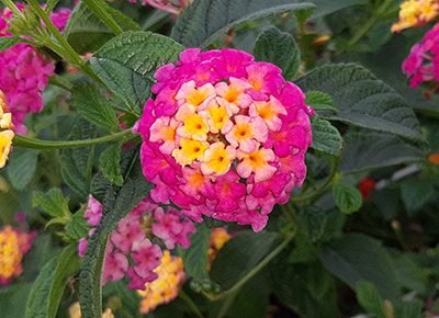 Lantana_camara_rose_vif_fleurs