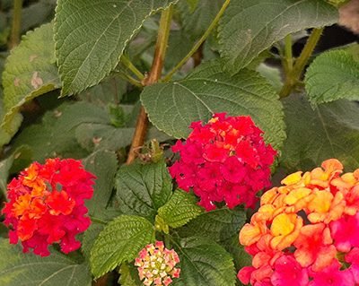 Lantana_camara_rouge