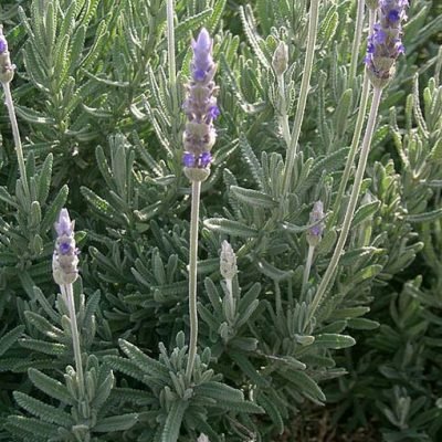 Lavandula_dentata
