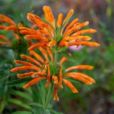 Leonotis_leonorus
